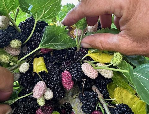 Maulbeere mit Früchten in verschiedenen Reifestadien