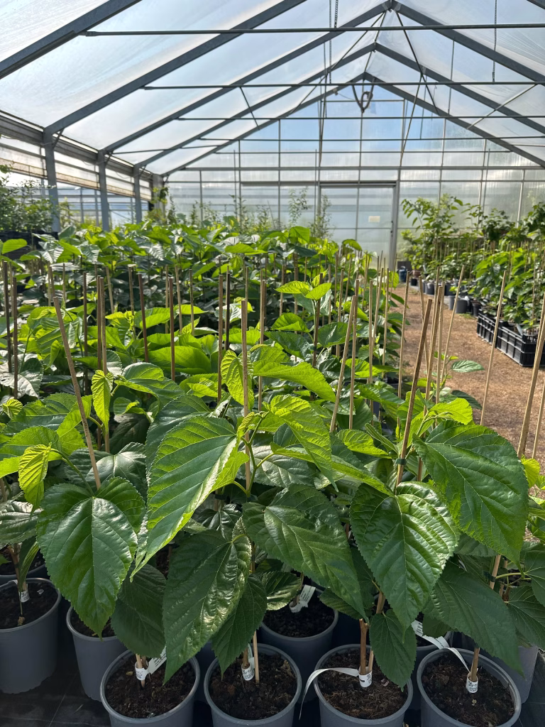 Blick ins Gewächshaus der Baumschule Botanik in Weißenburg, linke Seite