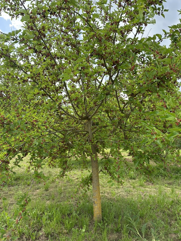 Maulbeerbaum-mit-Fruechten_Alex-Meier