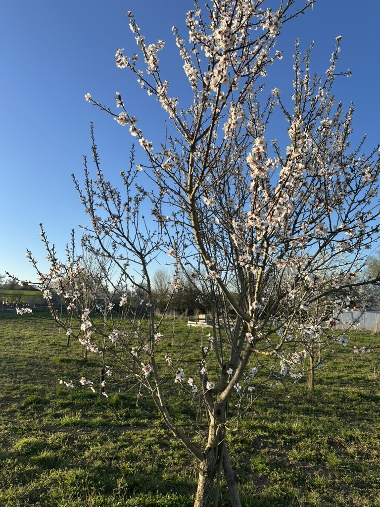 Obstbaum-in-Bluete_Alex-Meier