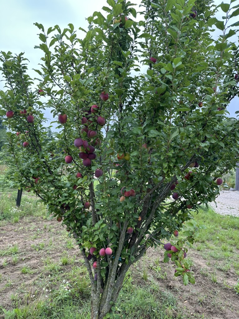 Pflaumenbaum_Alex-Meier