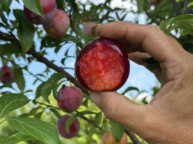 Rote-Pflaume_Alex-Meier