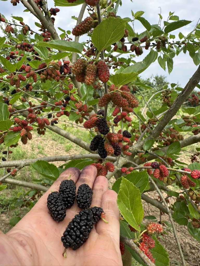 Schwarze-Maulbeeren_Alex-Meier