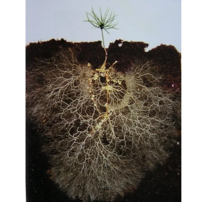 Mykorrhiza eines Fichtenkeimlings