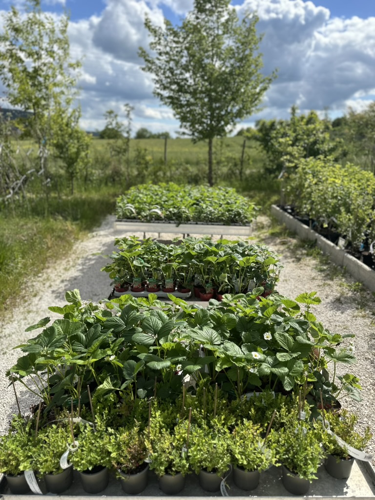 Aussenanlage-Erbeeren2_Alex-Meyer