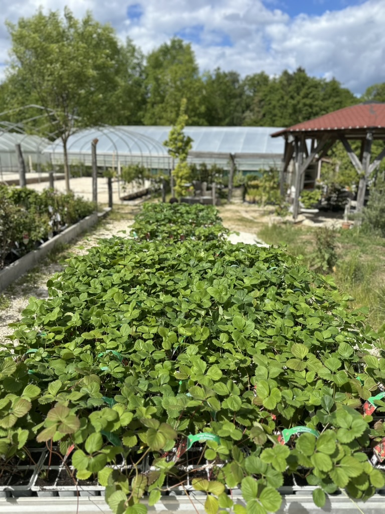 Aussenanlage-Erdbeeren_Alex-Meyer