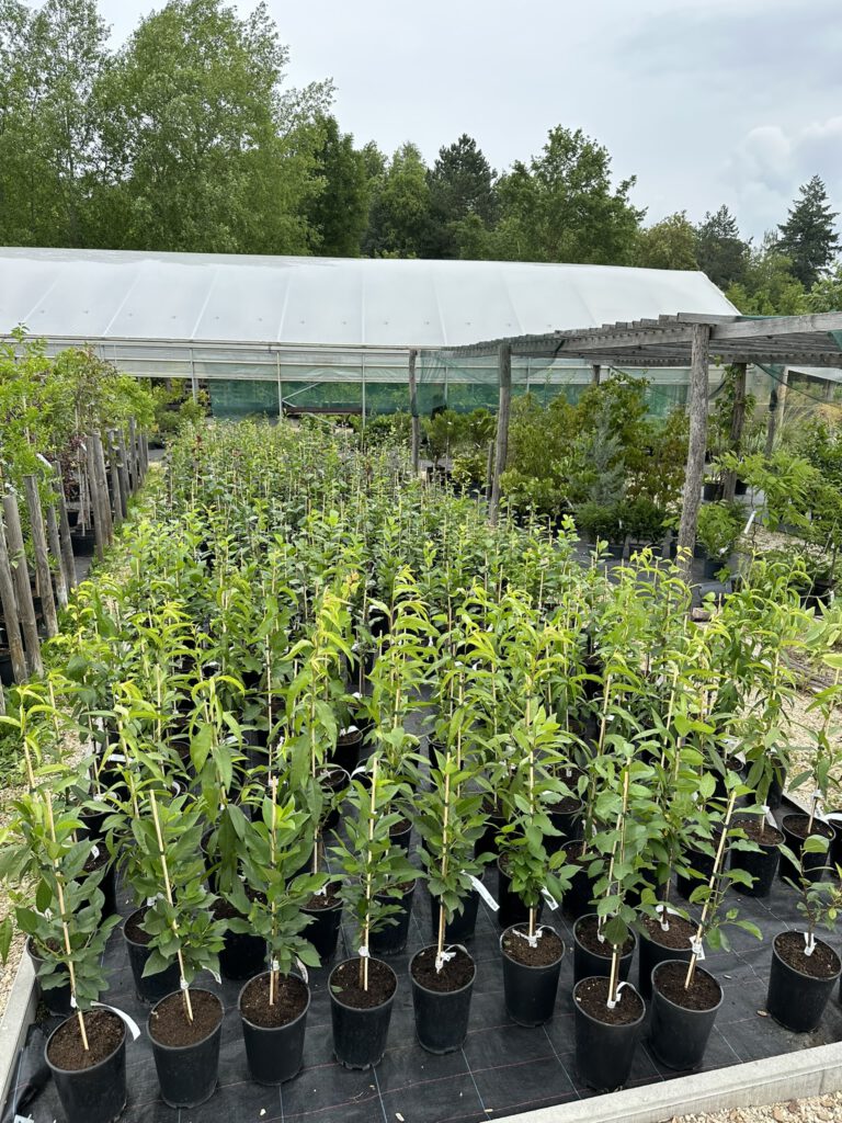 Aussenanlage-Jungpflanzen_Alex-Meyer