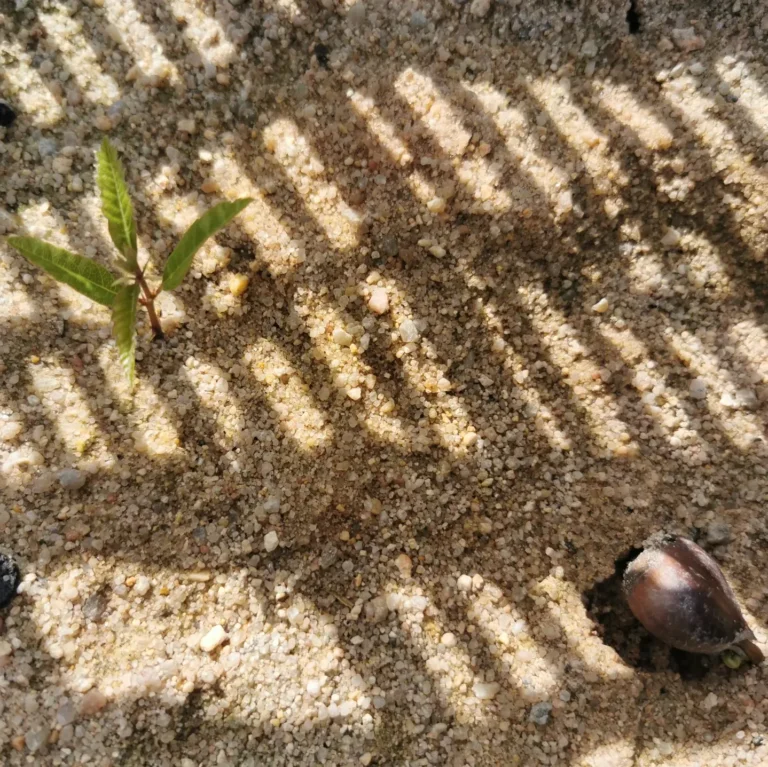 Keimende Esskastanien