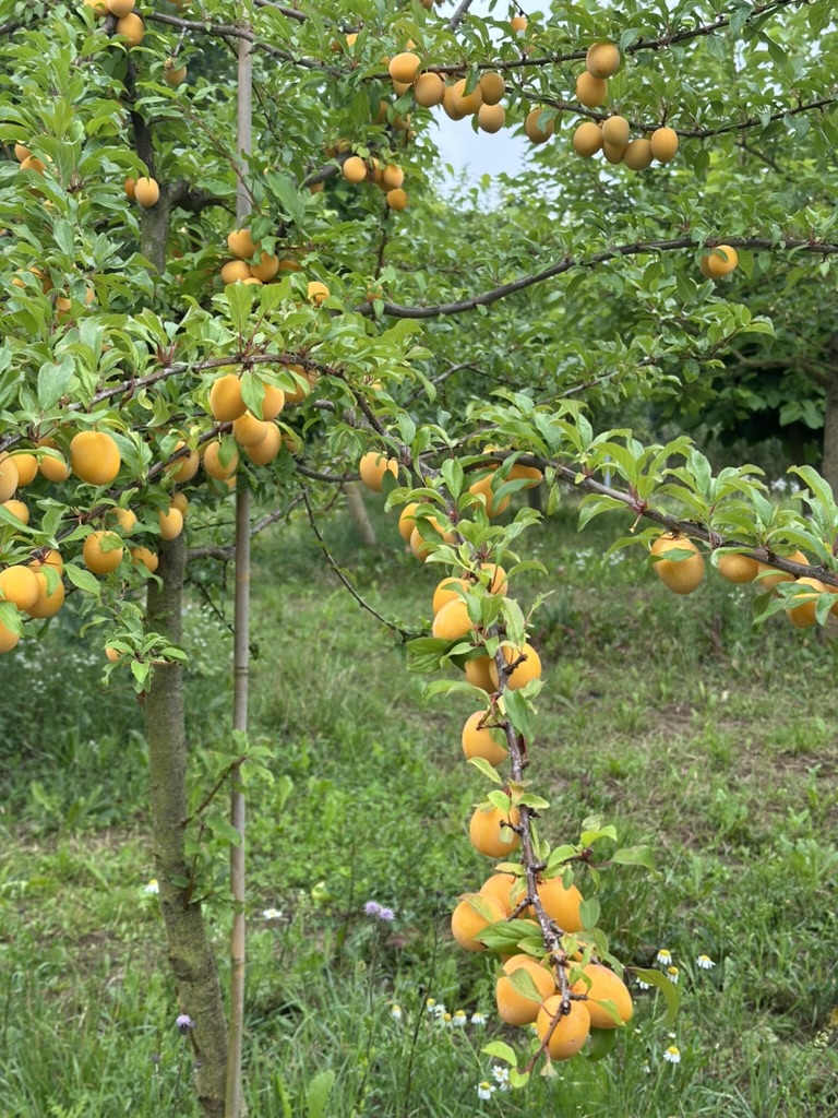 Golden-Sphere-Baum_Alex-Meyer