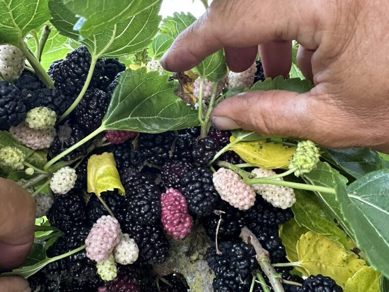 Unterschiedlich reife Maulbeeren werden von Hand gepflückt
