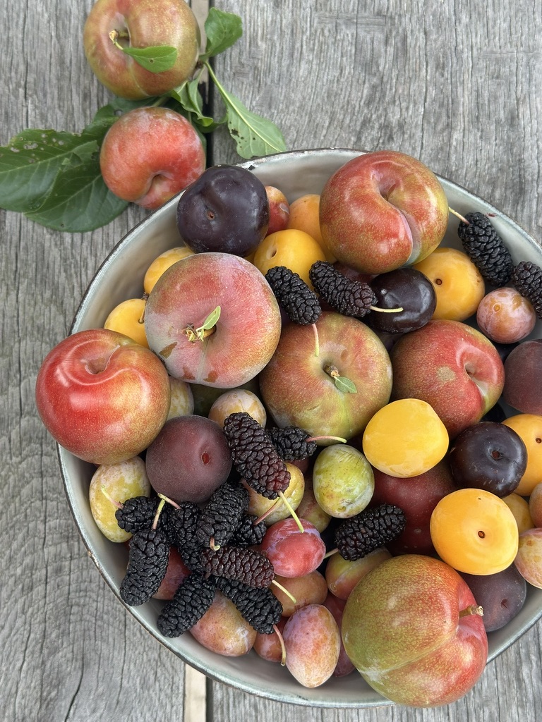 Obstschale2_Alex-Meyer