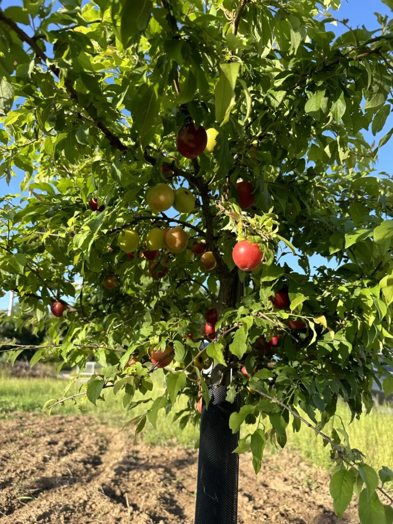 Obstwiese-Fruechte_Alex-Meyer