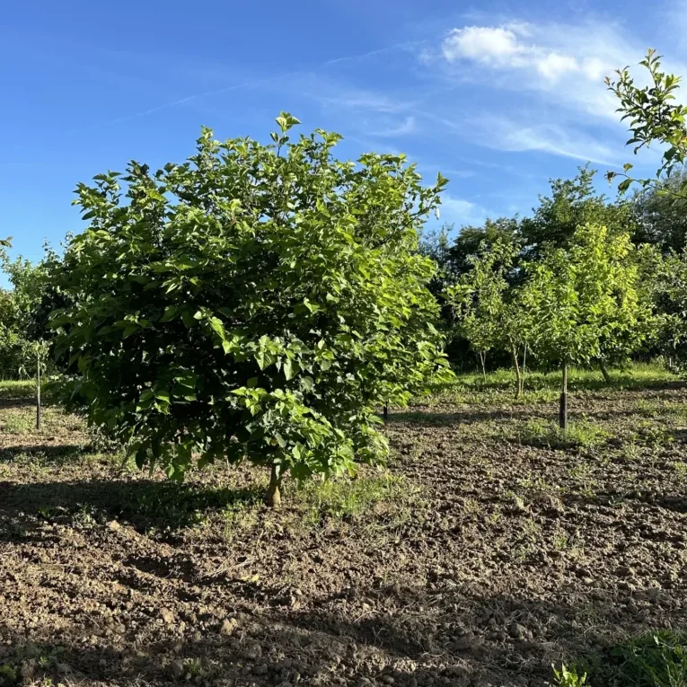 Obstwiese2_Alex-Meyer