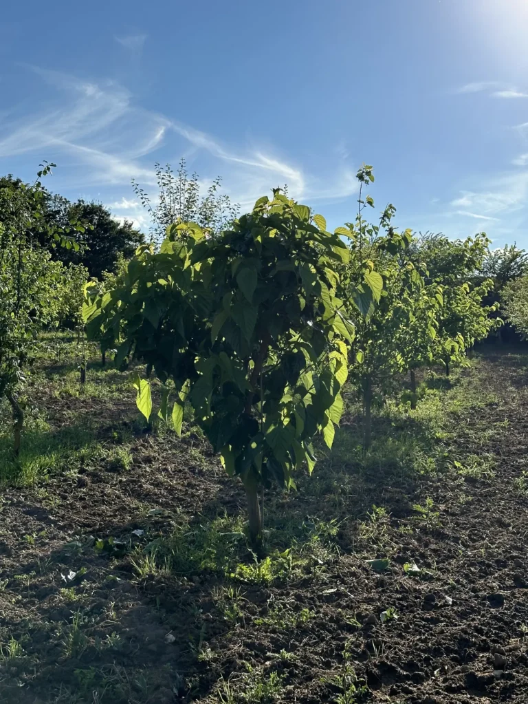 Obstwiese3_Alex-Meyer