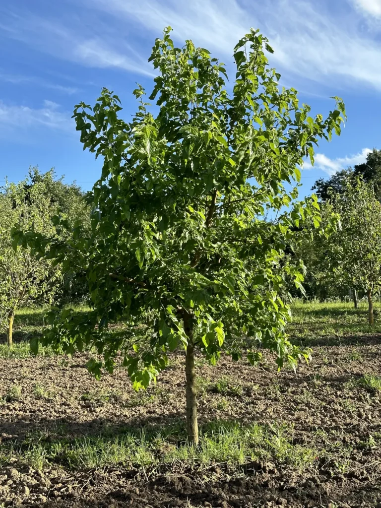 Obstwiese4_Alex-Meyer