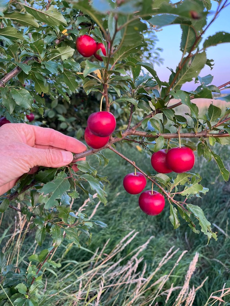 Pflaumenbaum_Alex-Meyer