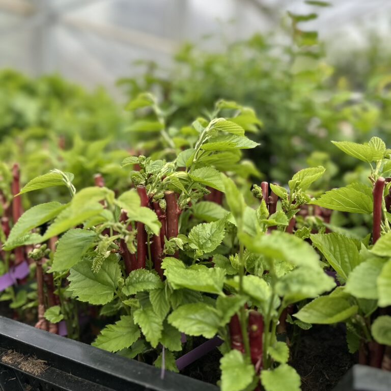 Junge Maulbeeren einige Wochen nach der Veredelung