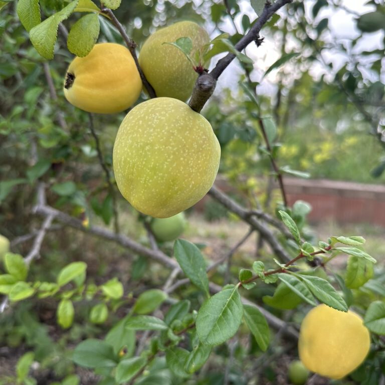 Zitronenquitten am Baum haengend