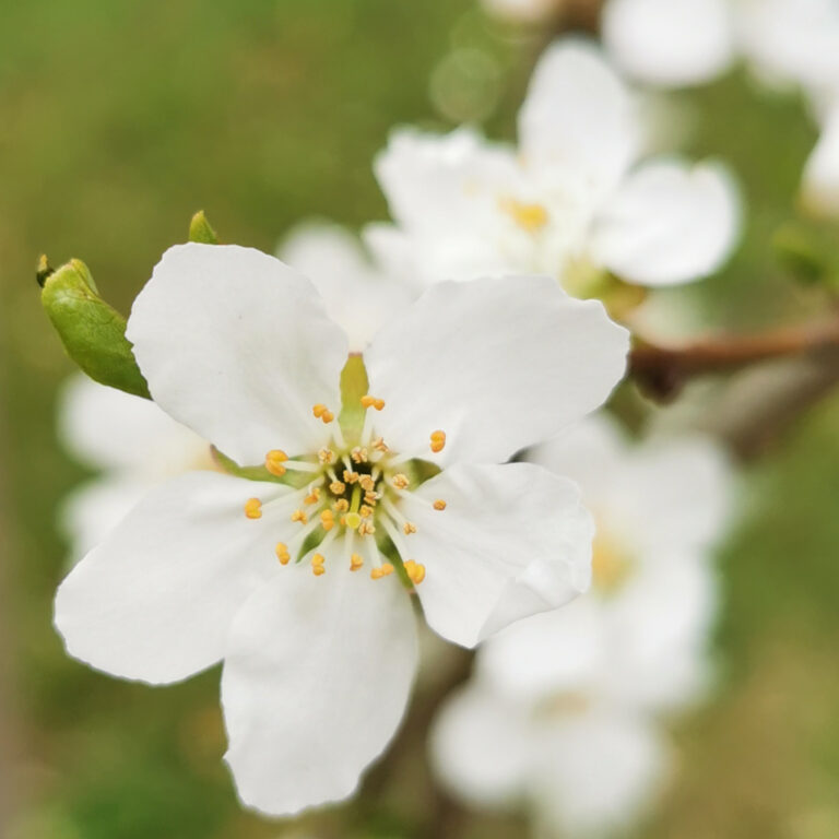 Obstbaumblüte in essbarer Landschaft