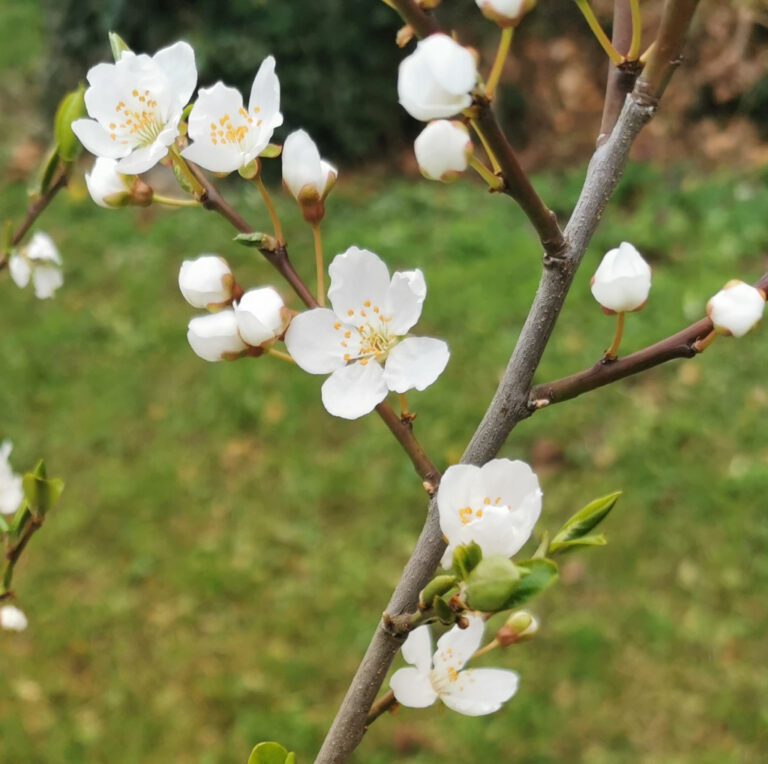 Blüten in essbarer Landschaft