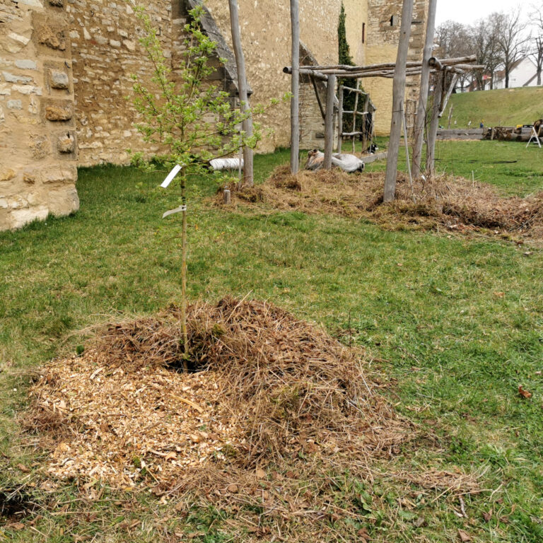 Aufbau einer Mulchscheibe um einen Obstbaum